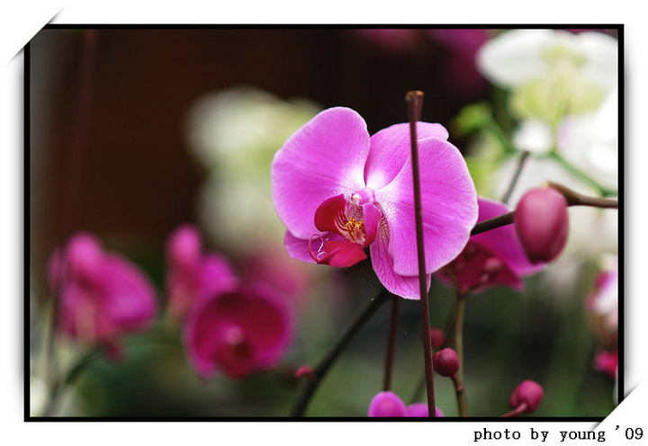 【花仙子摄影图片】北海金品兰花园生态摄影
