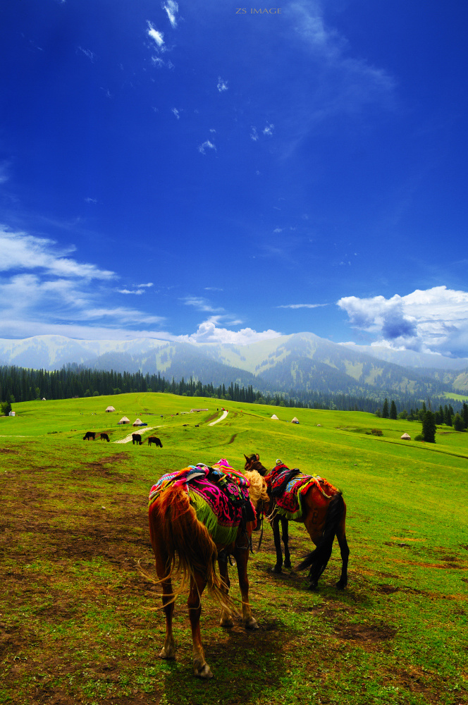【那拉提大草原摄影图片】新疆伊犁州风光旅游