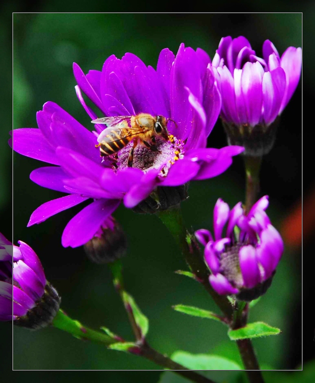 蜜蜂与花