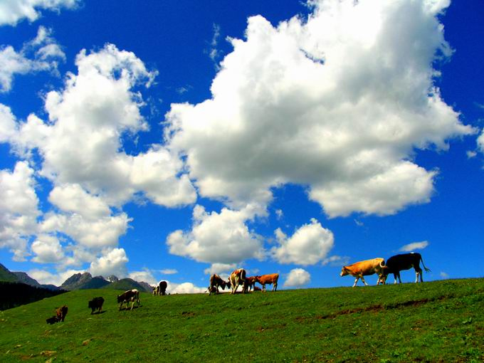 【风吹草动牧牛羊摄影图片】天山牧区生态全部