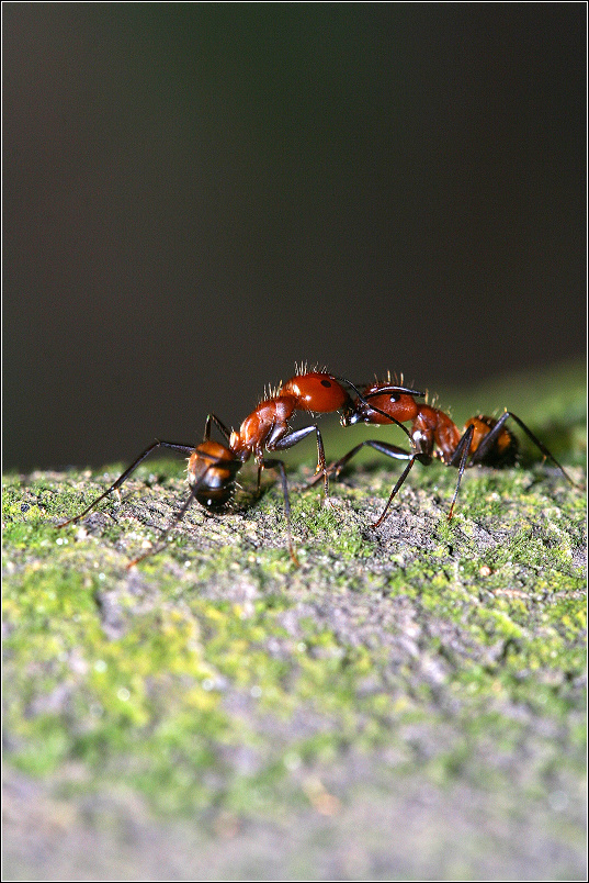 常见蚂蚁一组 第 1 幅
