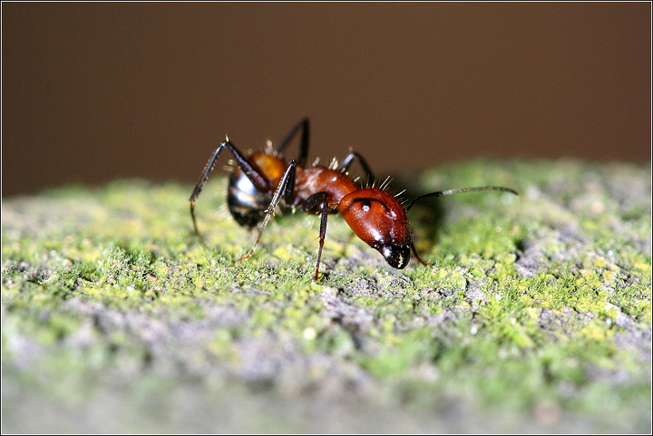 常见蚂蚁一组