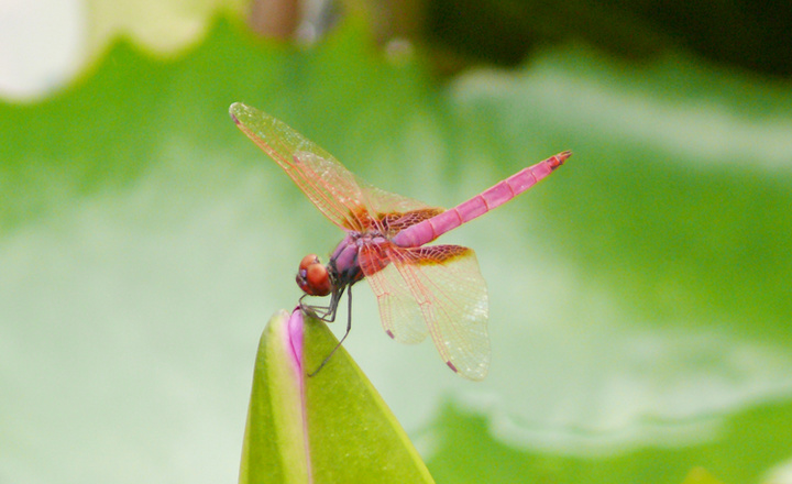 【蜻蜓与荷花摄影图片】香港生态摄影_太平洋电脑网