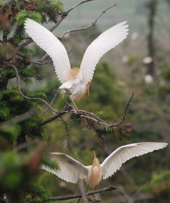【平阳水亭的白鹭摄影图片】温州平阳风光旅游