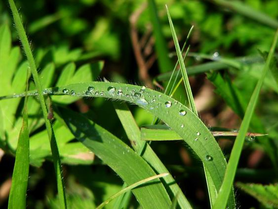 小草草