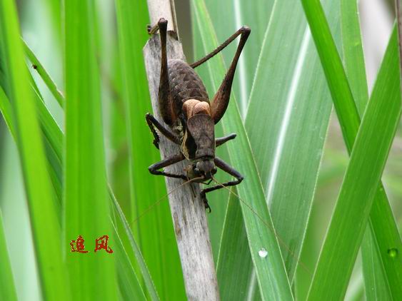 蝗虫之王山叫驴