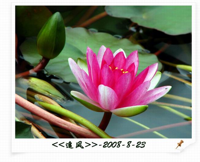 【小小莲花摄影图片】本溪-大浴沟生态摄影_追风_太平洋电脑网摄影