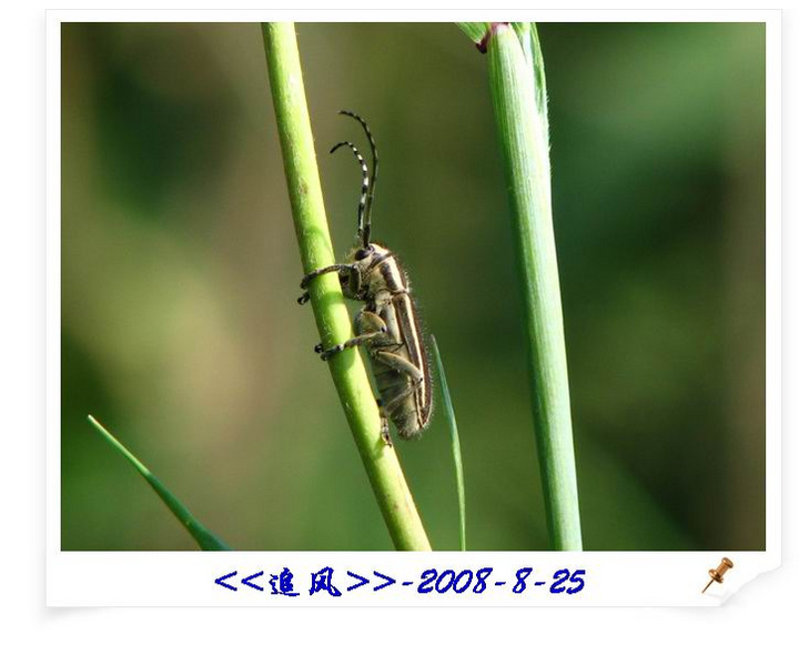 【昆虫聚会摄影图片】本溪-大浴沟生态摄影