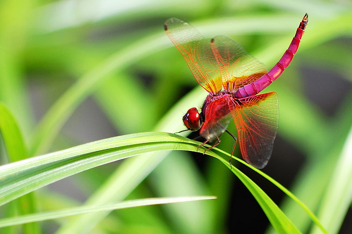 【红蜻蜓摄影图片】园博园生态摄影_XWEN的