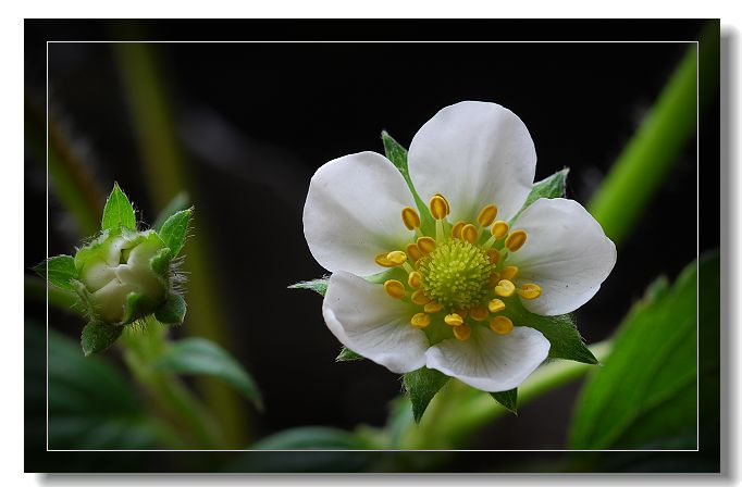 草莓花