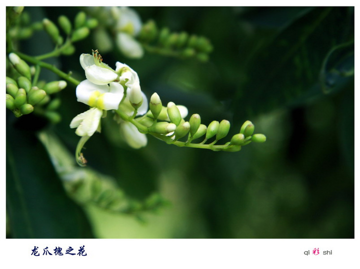 爬墙虎与龙爪槐