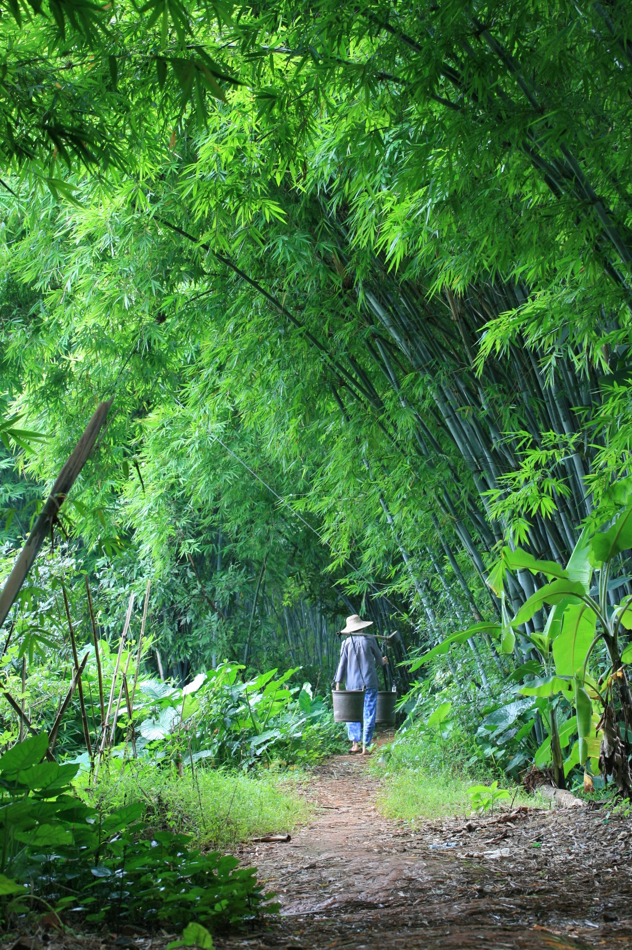 【绿摄影图片】竹林风光旅游摄影_太平洋电脑网摄影