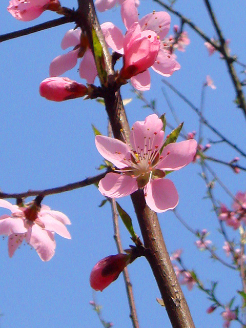 春日桃花