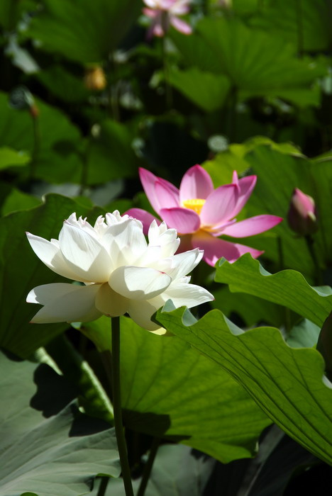 荷花韵