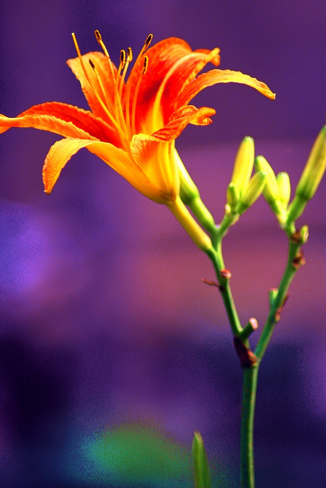 不凉的黄花菜