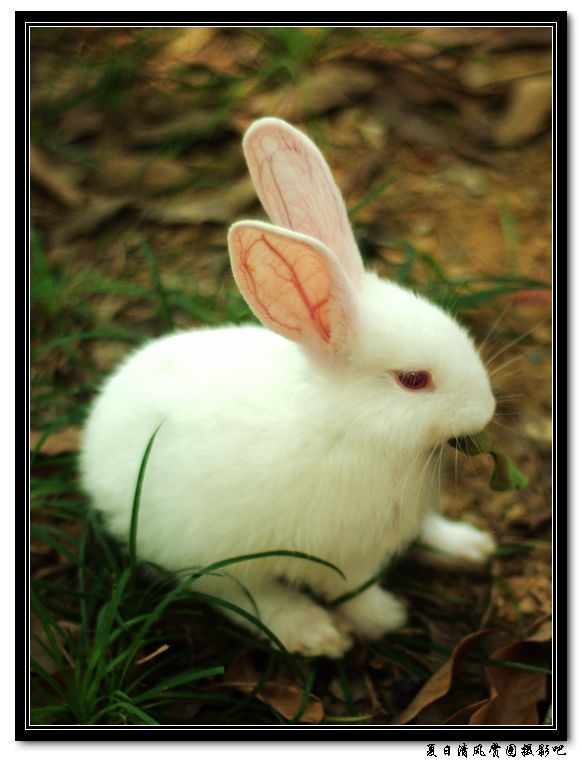 【谁家的小白兔摄影图片】南宁生态摄影