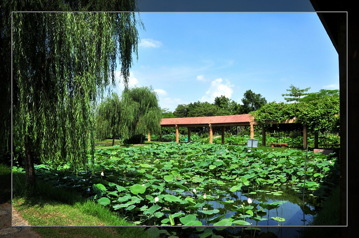 【三水荷花世界摄影图片】广东三水风光旅游摄影_电脑