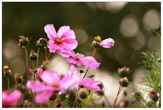 春花灿烂