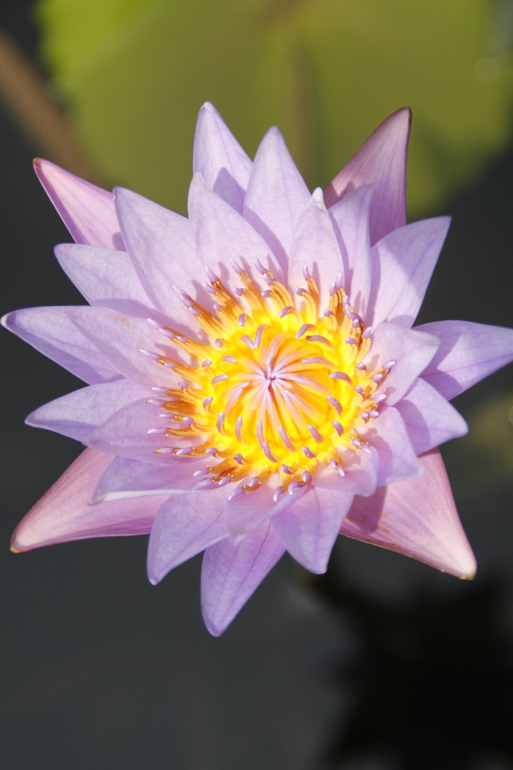 花蕊
