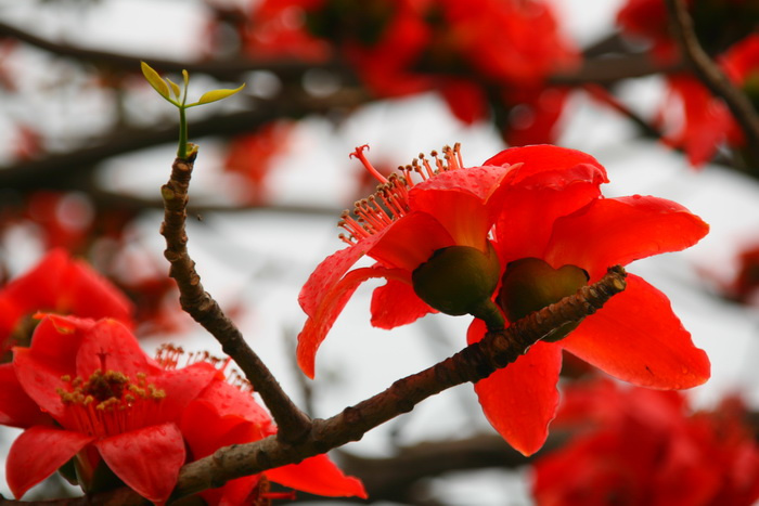 木棉花(第二季)