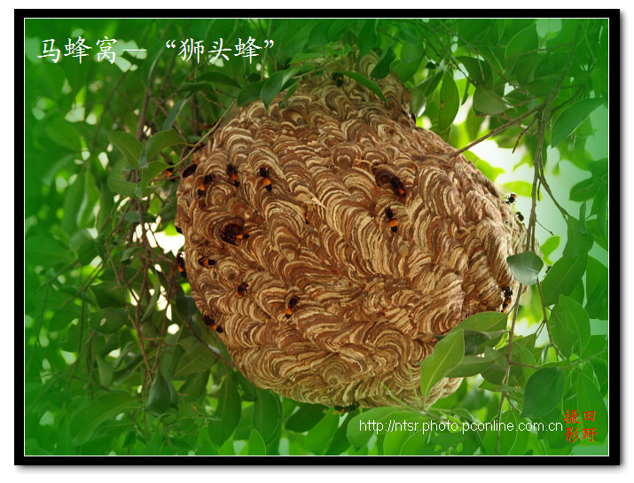【马蜂窝-狮头蜂摄影图片】广州市郊外生态摄