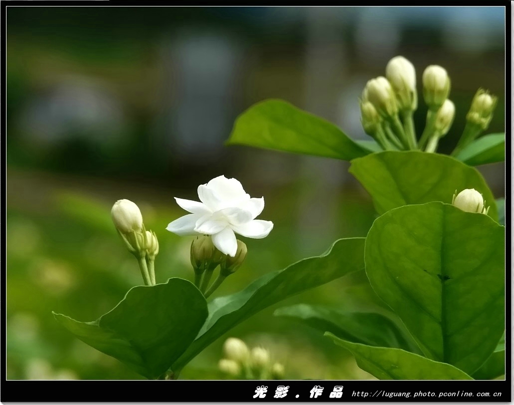 好一朵茉莉花
