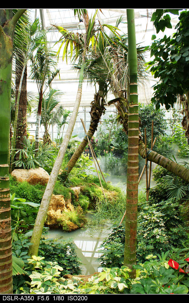 【广州的伊甸园-华南植物园热带雨林温室群景