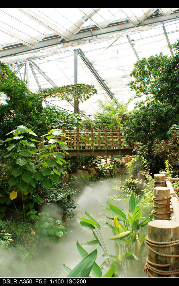 【广州的伊甸园-华南植物园热带雨林温室群景