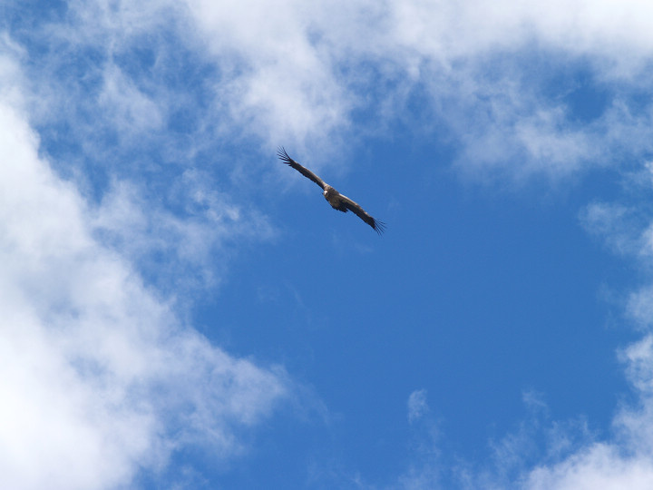 鹰击长空