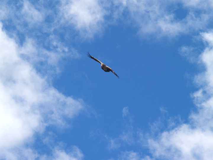 鹰击长空