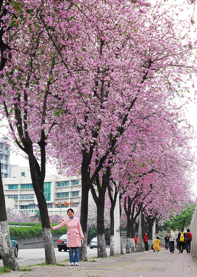 【满城胭树羊蹄甲摄影图片】广州人民北生态摄