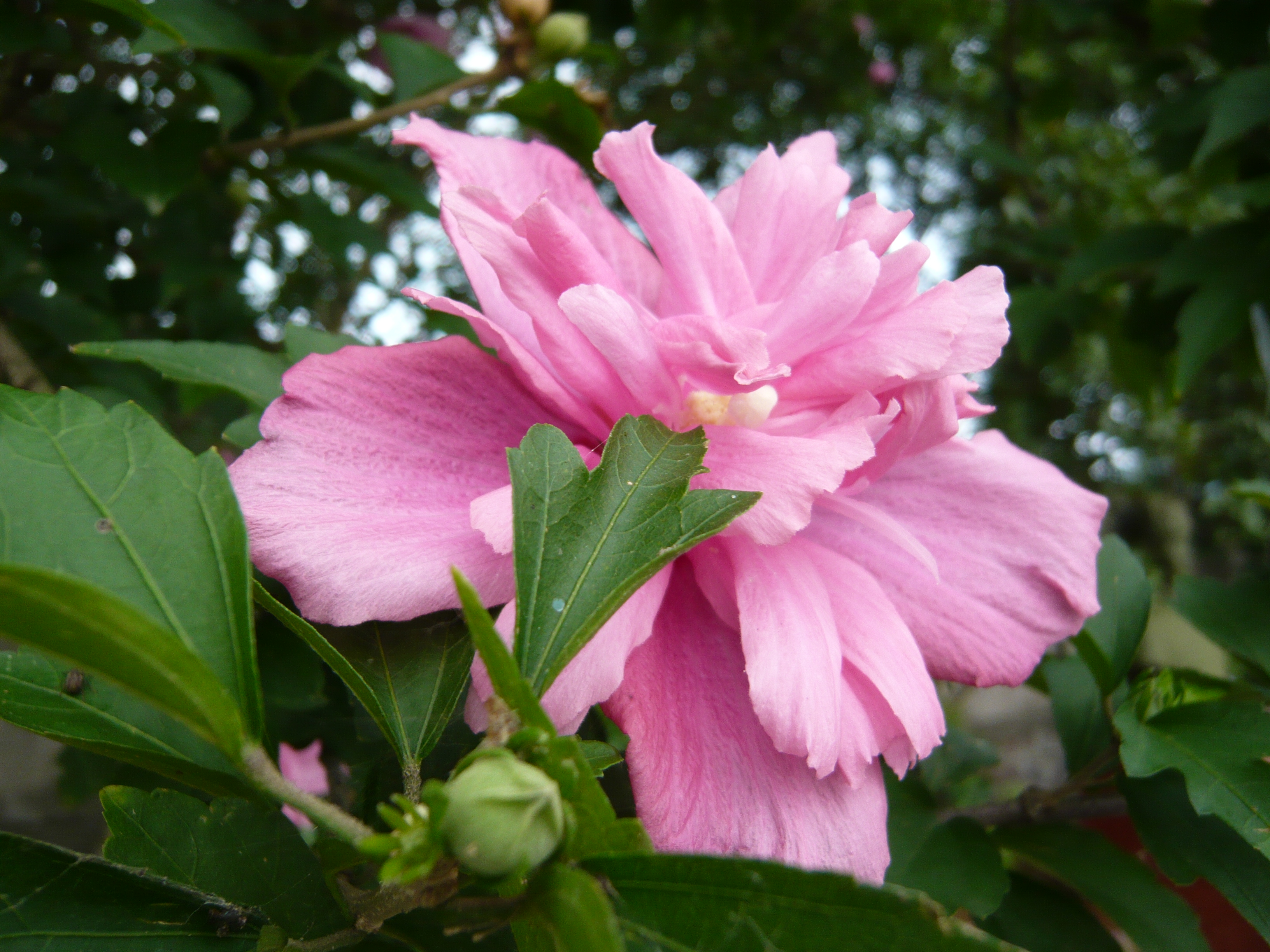 木槿花