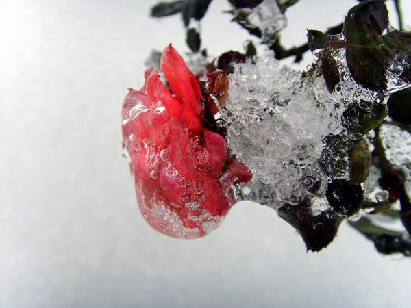 傲霜斗雪的玫瑰花(二)