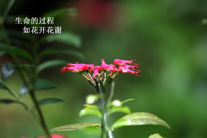 生命的过程,如花开花谢