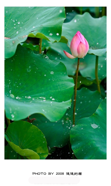 雨荷