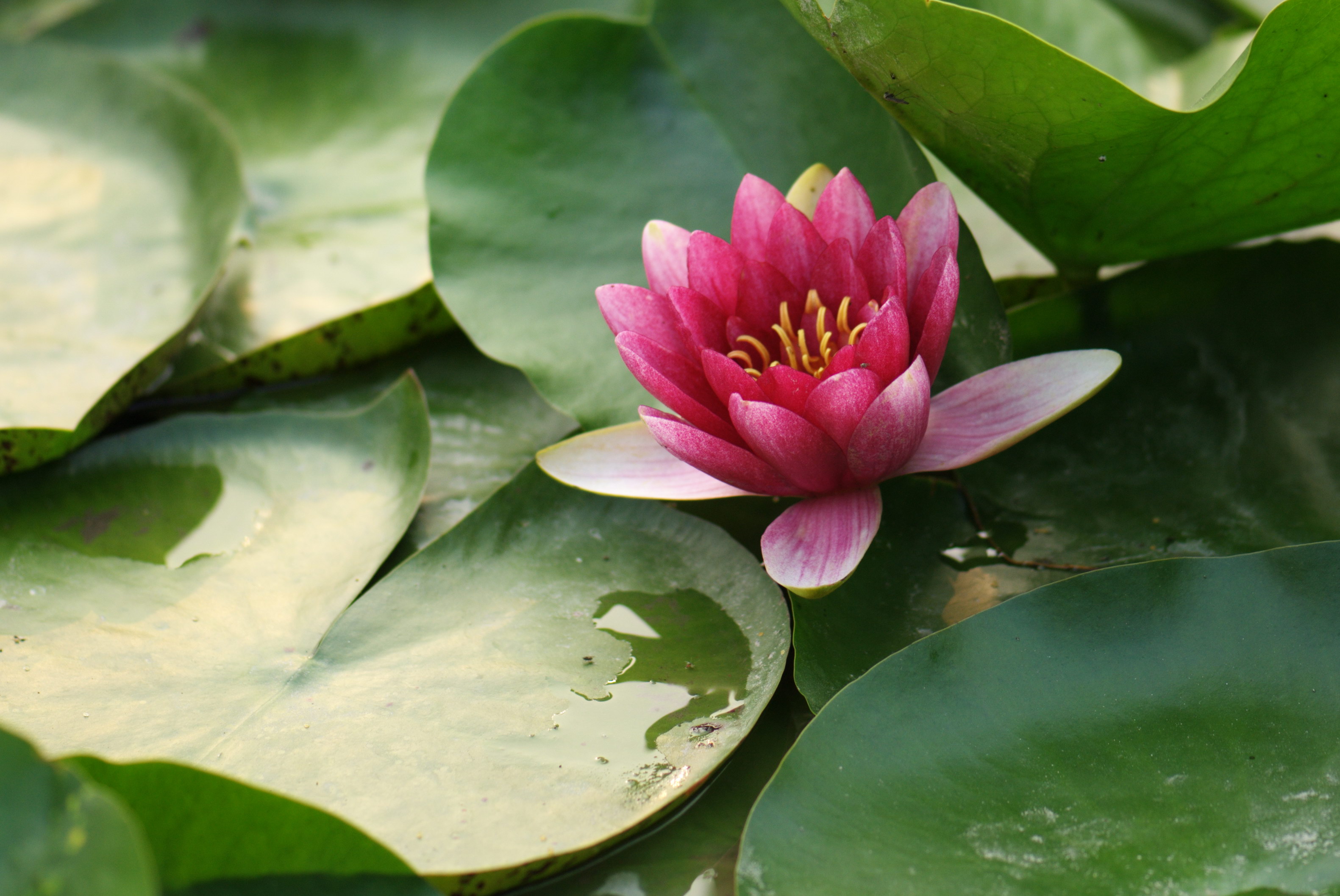 睡莲 - 融水植物 - 重庆江与溪河水生植物种植有限公司，重庆水生植物，重庆湿地植物，