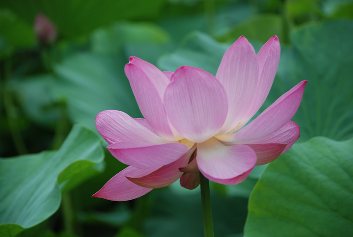 莲花仙子