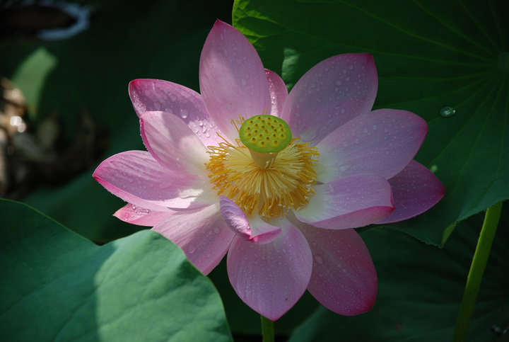 莲花仙子