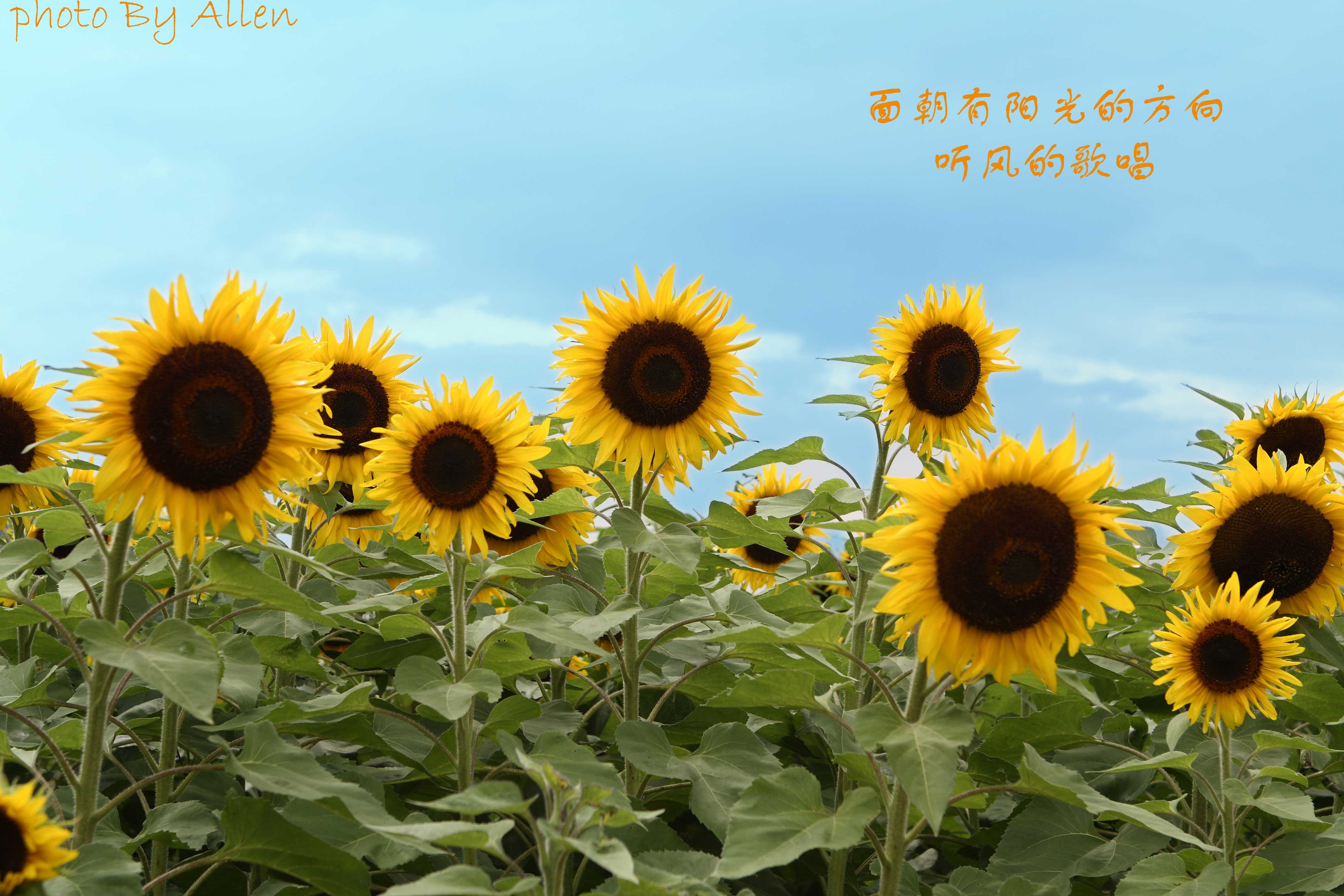 面朝阳光歌唱