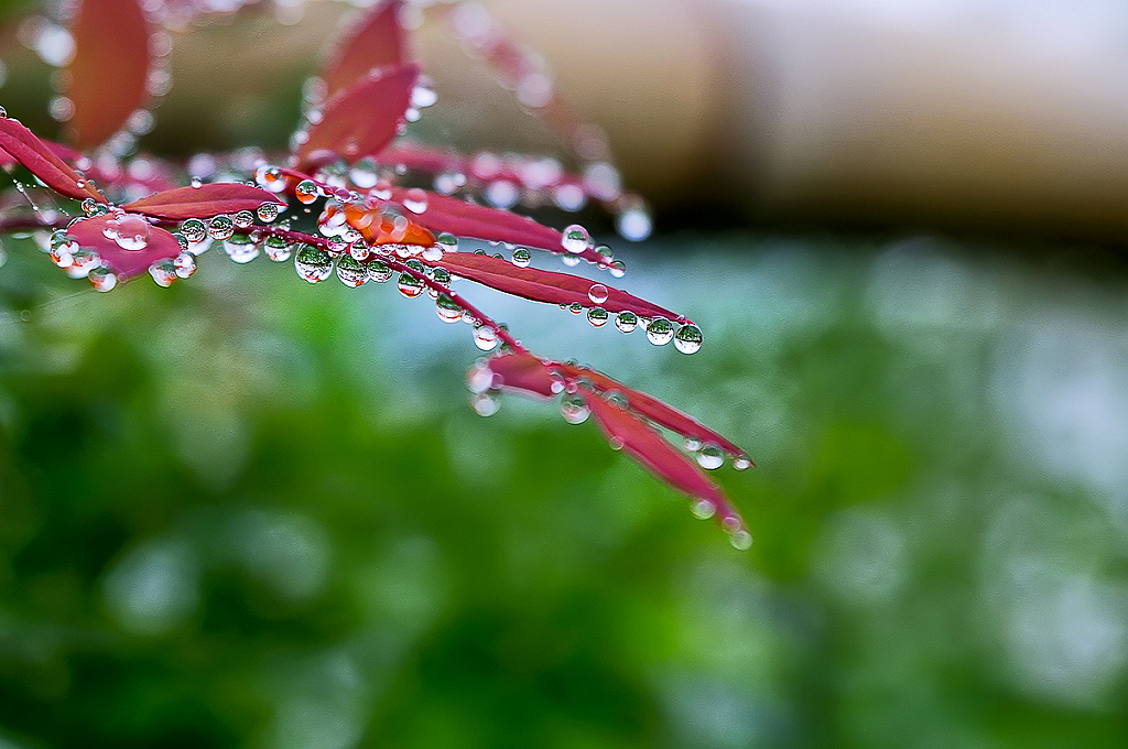 雨中即景