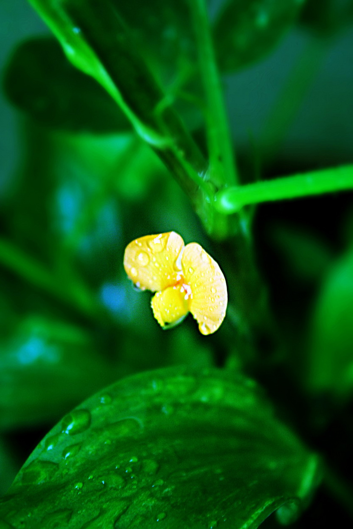 雨~叶