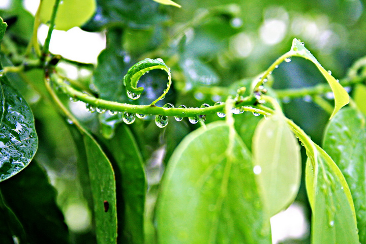 雨~叶