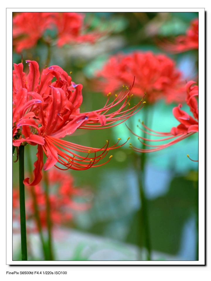 火热的八月,火红的花