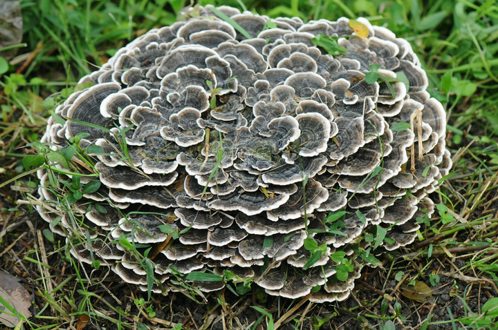 树菌