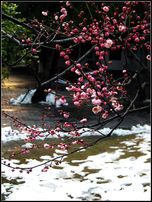 雪中梅