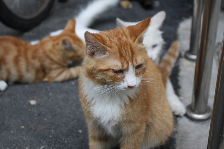 【简单的幸福--流浪猫生活照[1]摄影图片】小区
