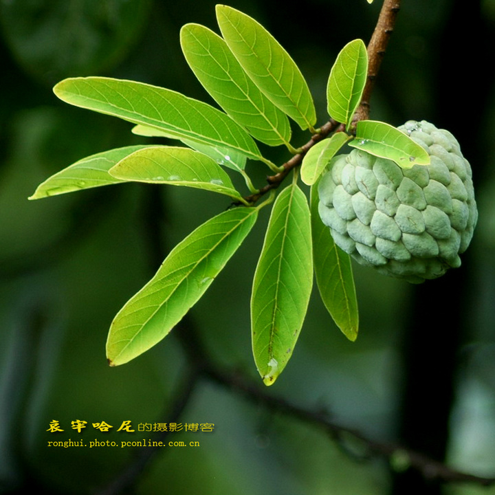 蕃荔枝