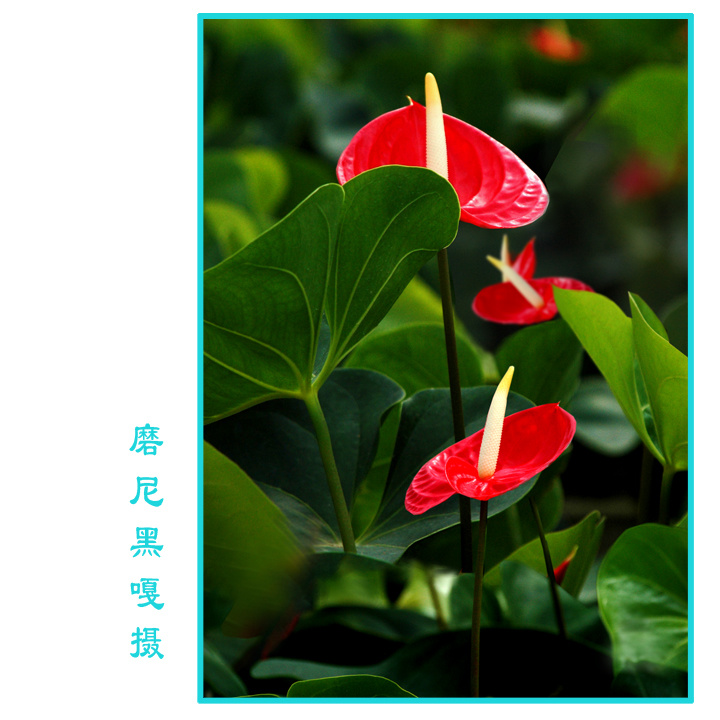 红掌