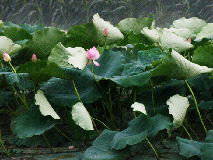 风雨中挺住(荷花)