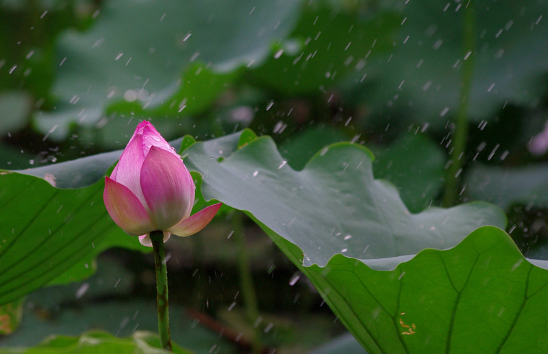 雨荷--